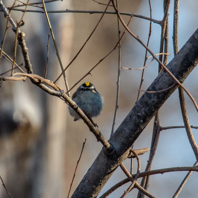 Golden-crowned Kinglet