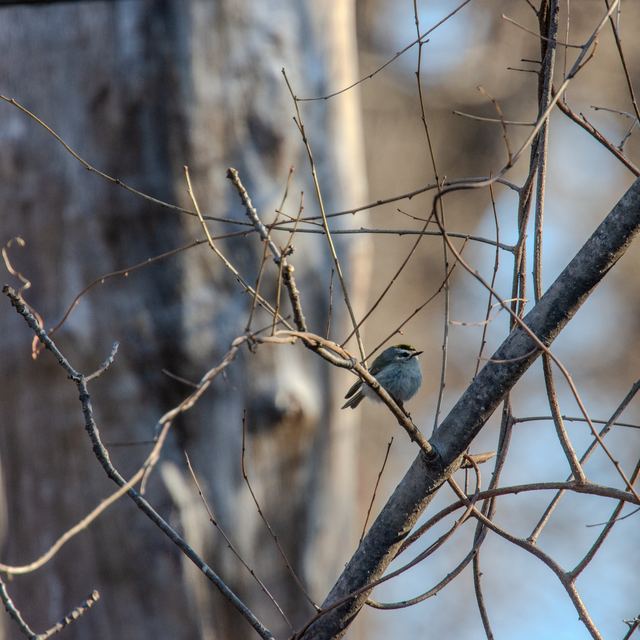 Golden-crowned Kinglet