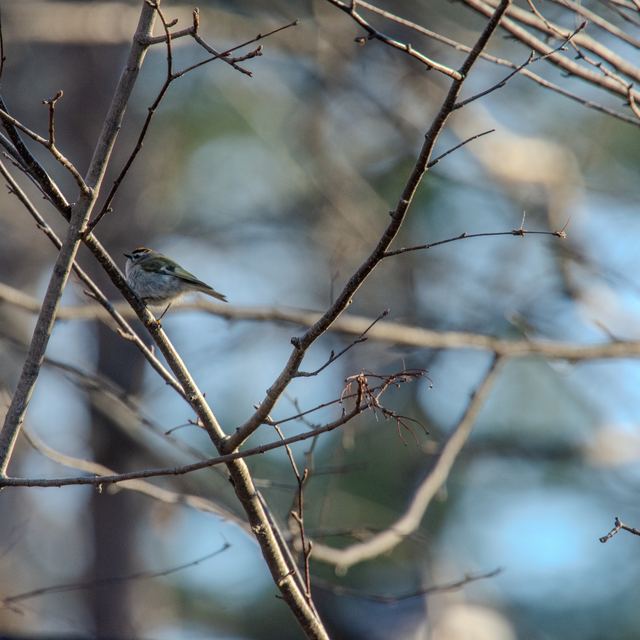 Golden-crowned Kinglet