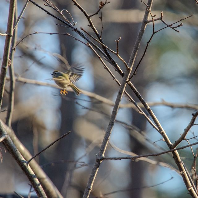 Golden-crowned Kinglet