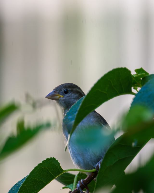House Sparrow