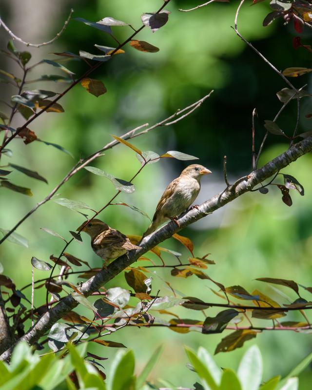 House Sparrow