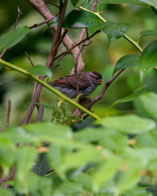 Chipping Sparrow