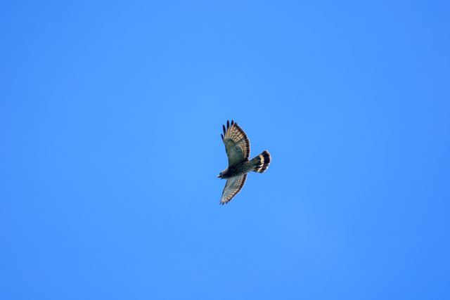 Broad-winged Hawk