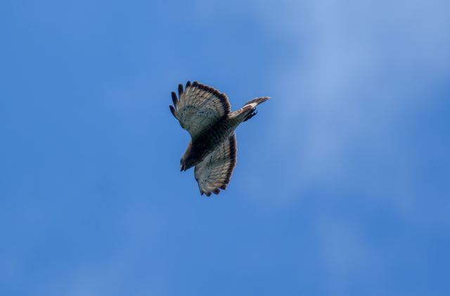Broad-winged Hawk
