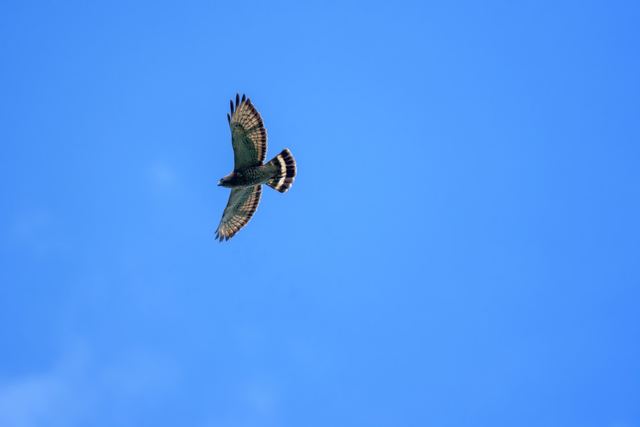 Broad-winged Hawk