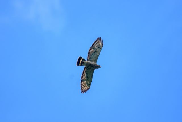 Broad-winged Hawk