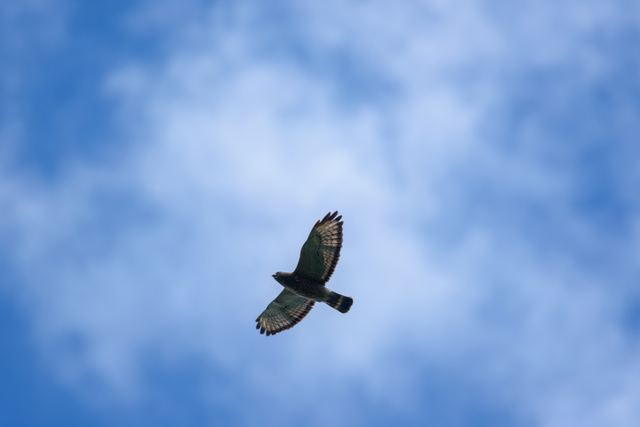 Broad-winged Hawk