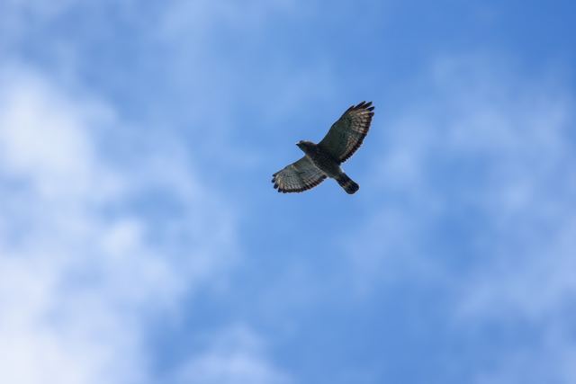 Broad-winged Hawk