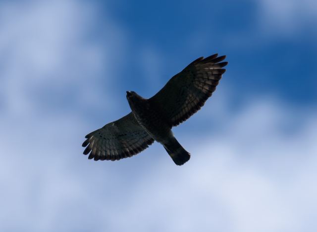 Broad-winged Hawk