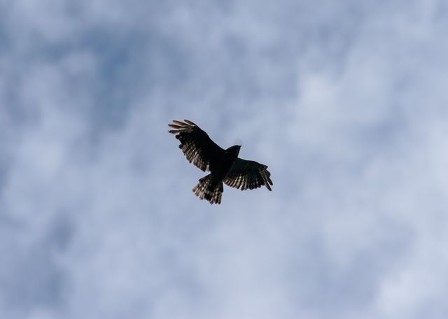 Broad-winged Hawk