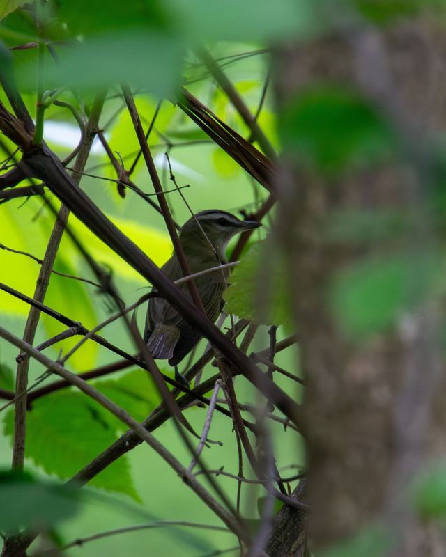 Red-eyed Vireo