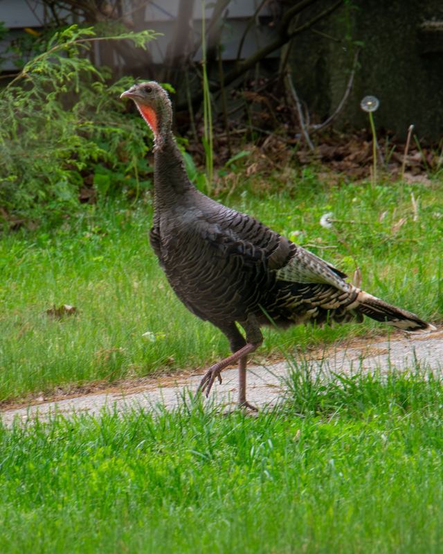 Wild Turkey