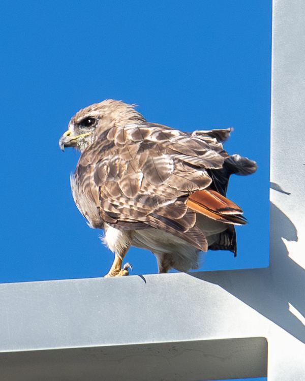 Red-tailed Hawk