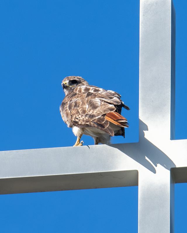 Red-tailed Hawk