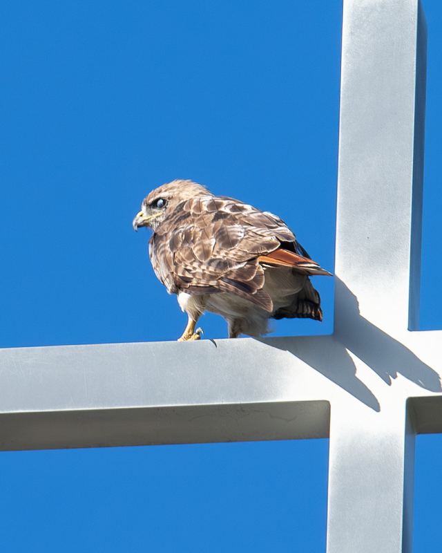 Red-tailed Hawk
