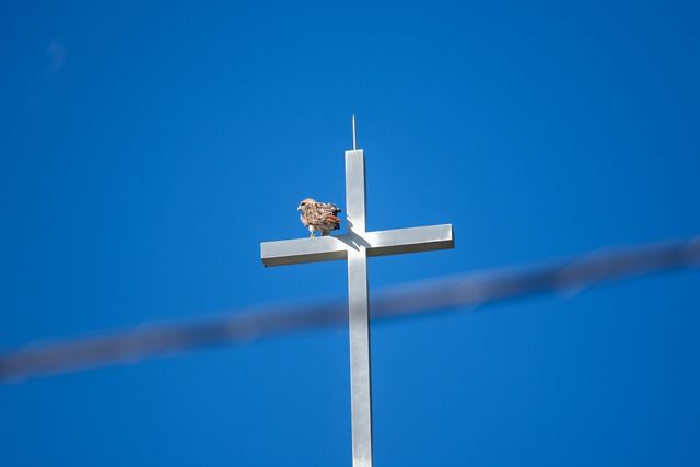 Red-tailed Hawk