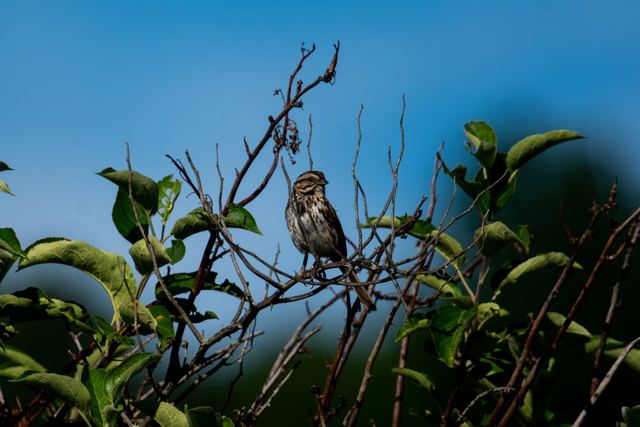 Song Sparrow