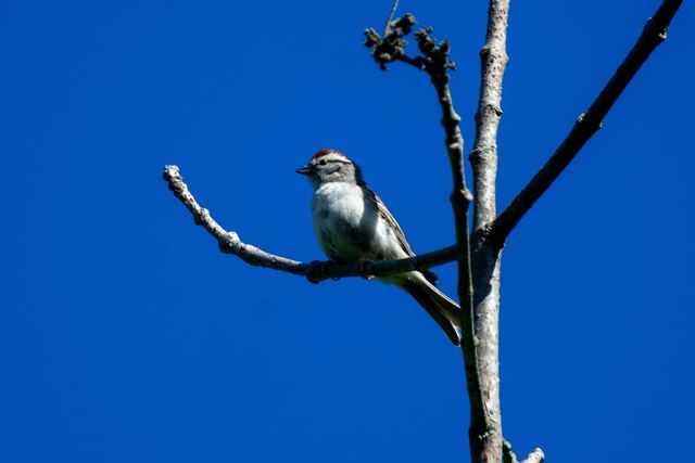 Chipping Sparrow