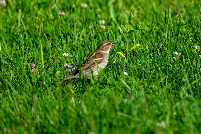 House Sparrow