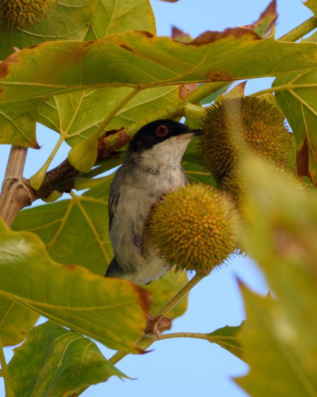 Sardinian Warbler