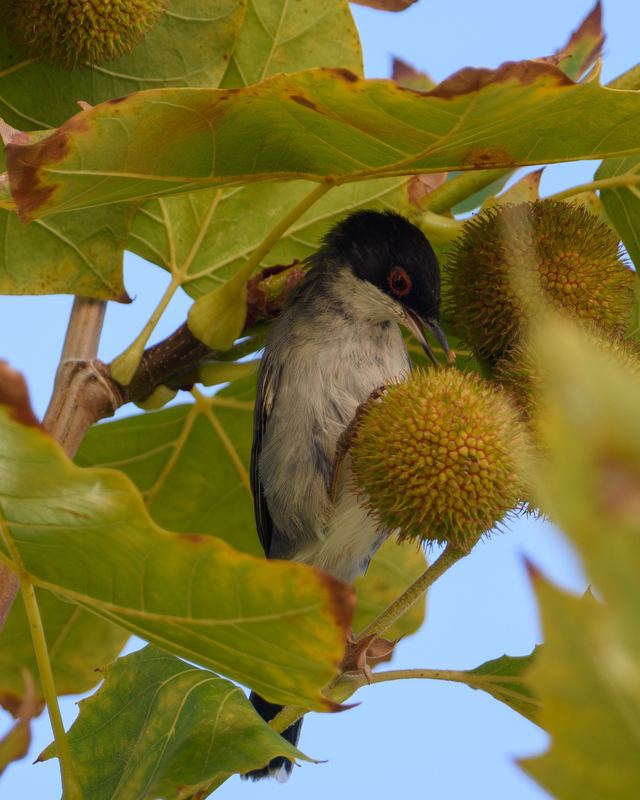 Sardinian Warbler