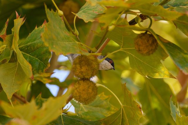 Sardinian Warbler