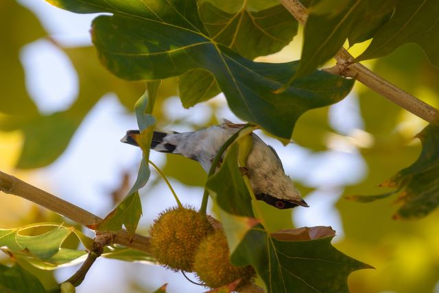 Sardinian Warbler