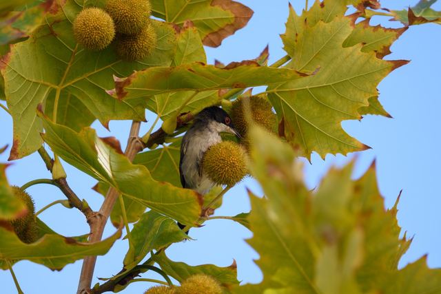 Sardinian Warbler