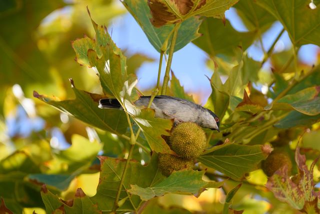Sardinian Warbler