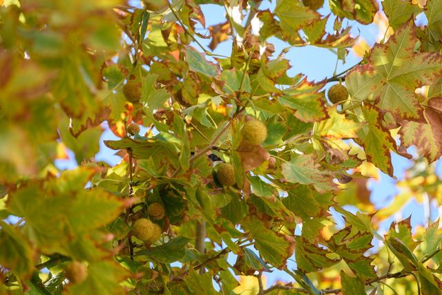 Sardinian Warbler