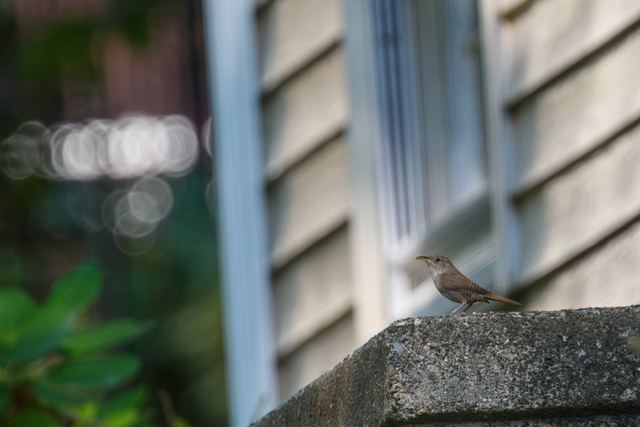 Northern House Wren