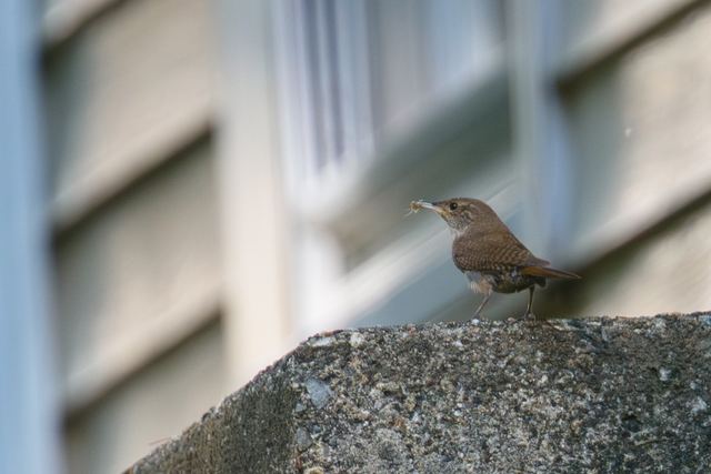 Northern House Wren