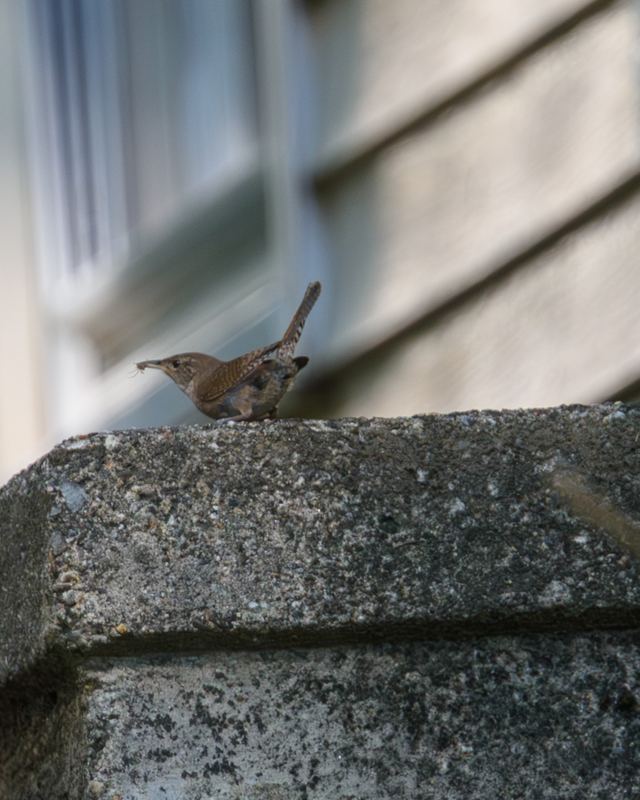 Northern House Wren