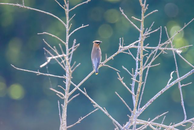Cedar Waxwing