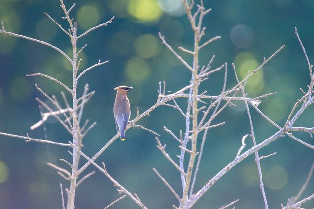 Cedar Waxwing