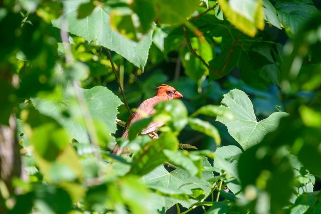 Northern Cardinal