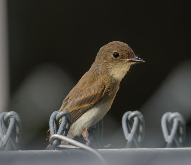 Eastern Phoebe