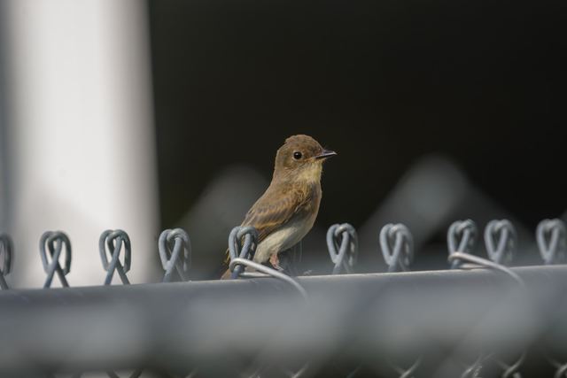 Eastern Phoebe