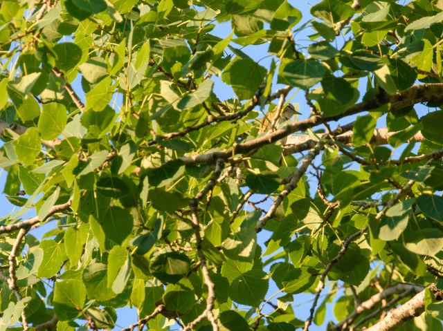 Red-eyed Vireo