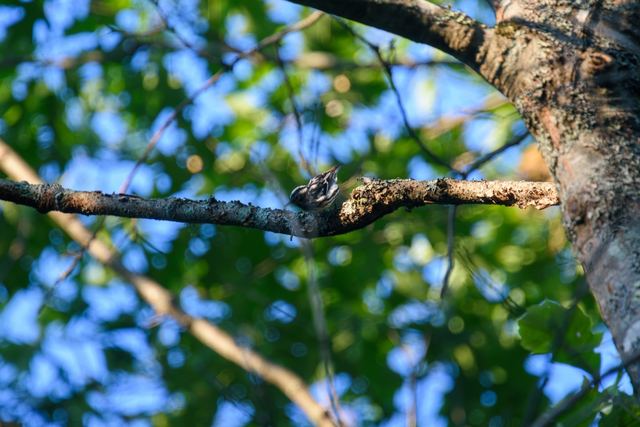 Black-and-white Warbler