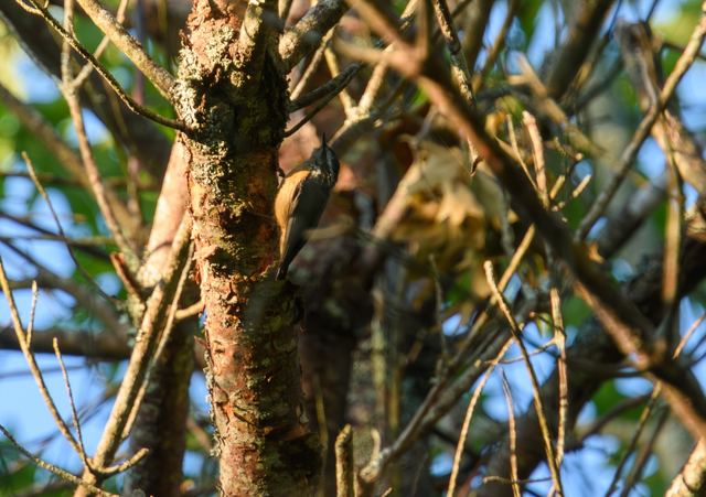Red-breasted Nuthatch