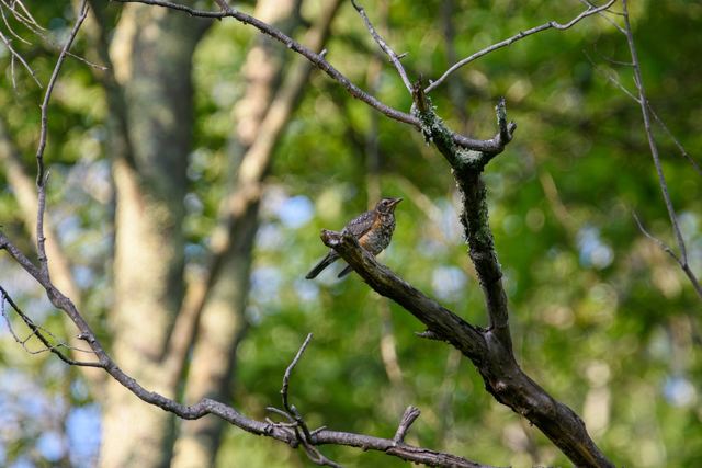 American Robin
