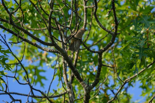 House Finch