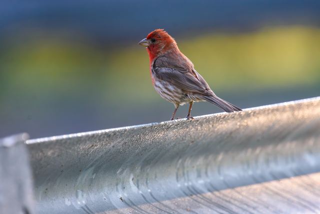 House Finch