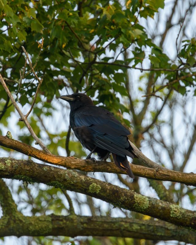 American Crow