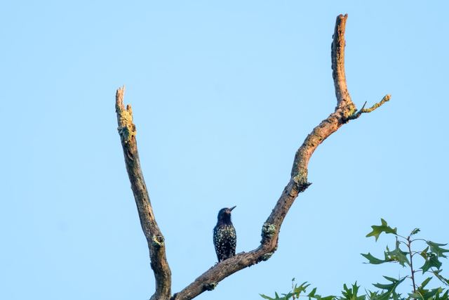 European Starling