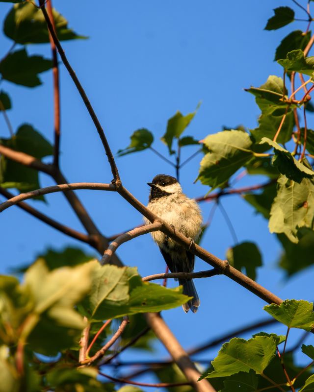 House Sparrow