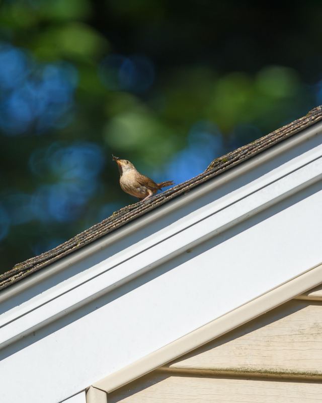 Northern House Wren