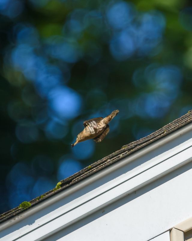 Northern House Wren